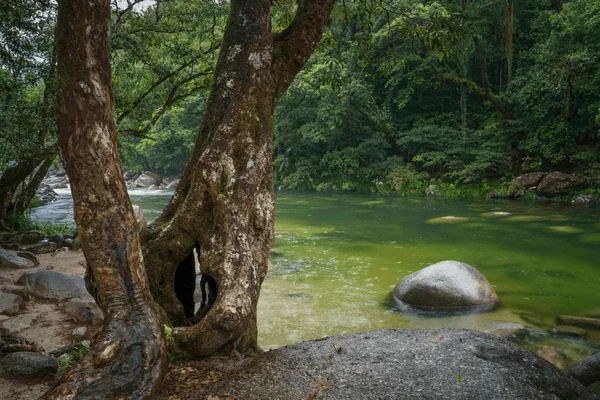 Pristine creek in the Daintree rainforest