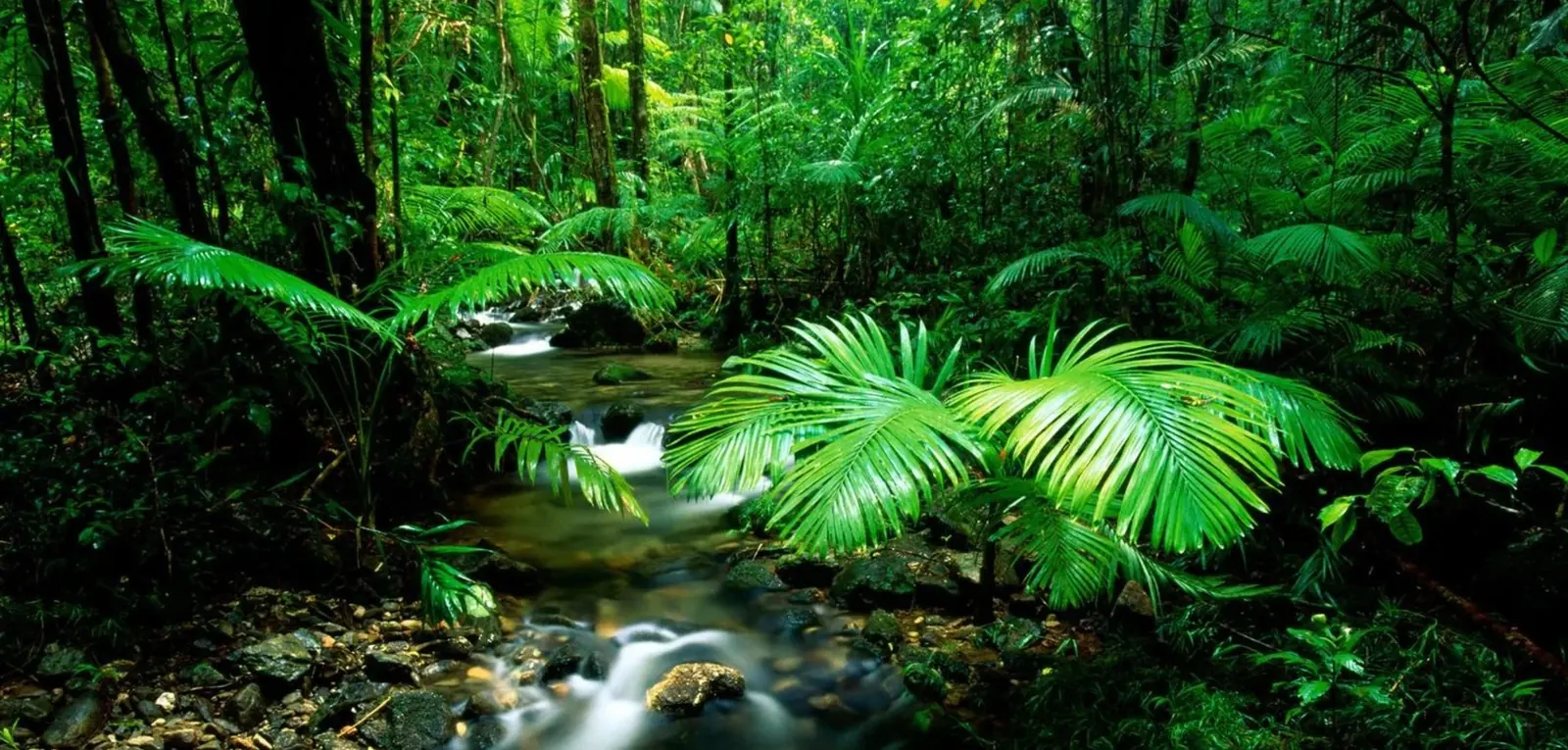 Ancient rainforest canopy in the Daintree